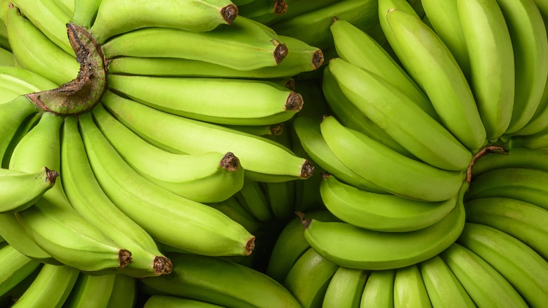 fresh,unripe,banana,,harvested,tropical,fruit,green,background,,closeup fresh,unripe,banana,,harvested,tropical,fruit,green,background,,closeup